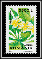 Frangipani (Plumeria rubra)