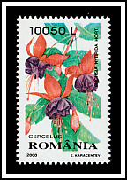 Garden Fuchsia (Fuchsia hybrida)