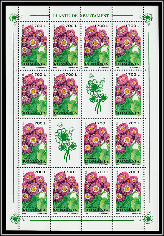 Cineraria (Senecio cruentus)