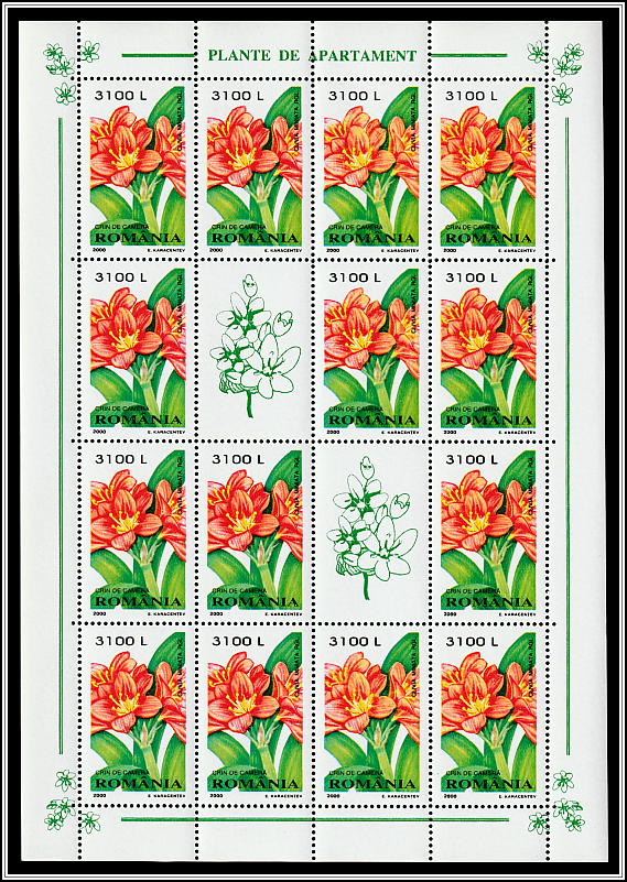 Natal Lily (Clivia miniata)