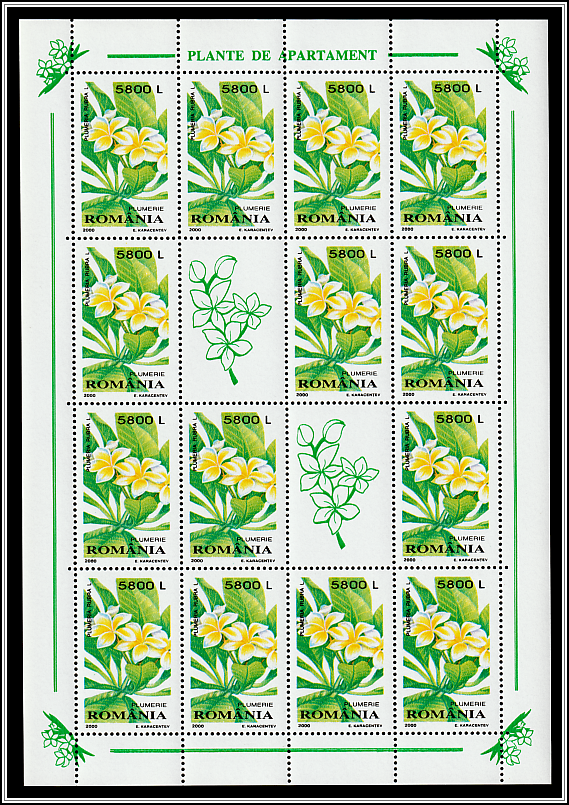 Frangipani (Plumeria rubra)