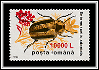 Leaf Beetle (Entomoscelis adonidis)