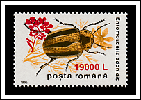 Leaf Beetle (Entomoscelis adonidis)