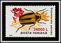 Leaf Beetle (Entomoscelis adonidis)