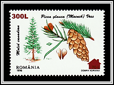 White Spruce (Picea glauca)