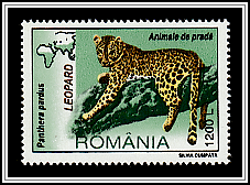 Leopard (Panthera pardus)