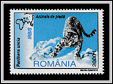 Snow Leopard (Panthera uncia)