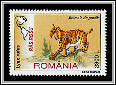 Bobcat (Lynx rufus)