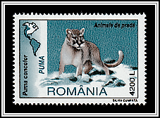Cougar (Puma concolor)