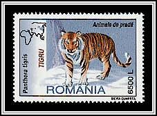 Tiger (Panthera tigris)