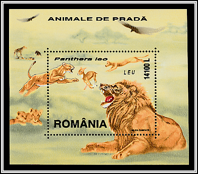 Lion (Panthera Leo)
