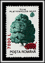 Large Leaf Pine (Tilia platyphyllos)