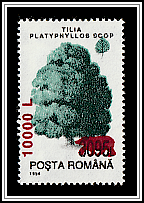 Large Leaf Pine (Tilia platyphyllos)