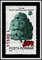 Large Leaf Pine (Tilia platyphyllos)