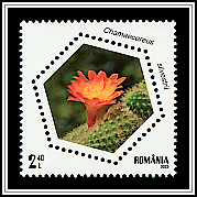 Peanut Cactus (Echinopsis chamaecereus)
