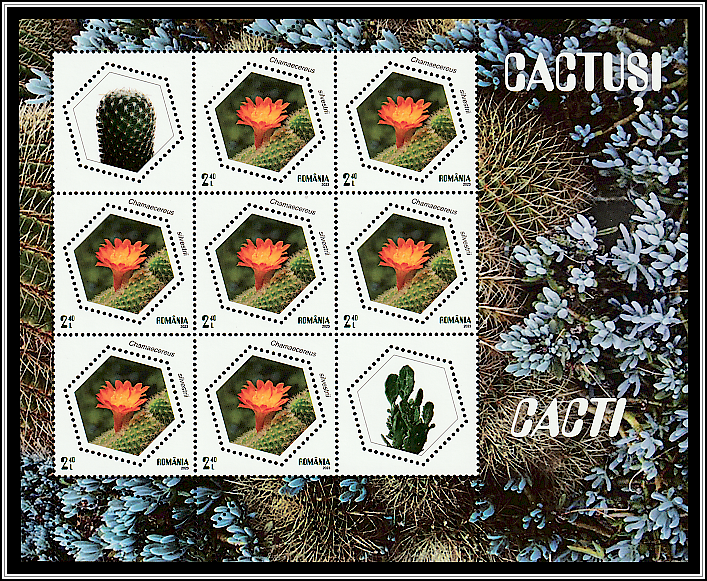 Peanut Cactus (Echinopsis chamaecereus)