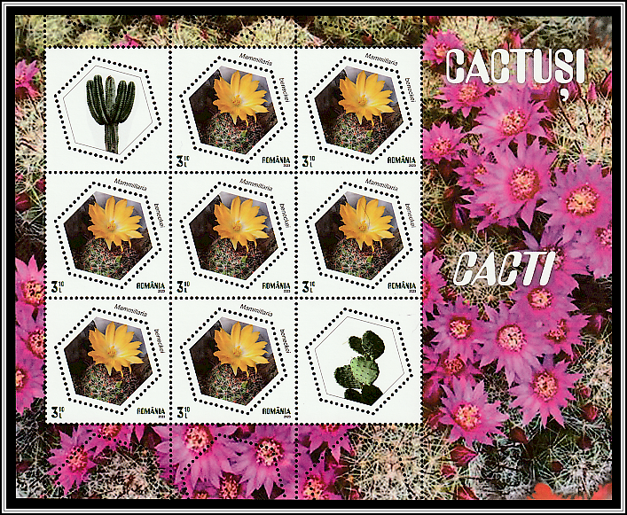 Benecke's Nipple Cactus (Mammillaria beneckei)