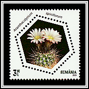 Acanthocalycium spiniflorum
