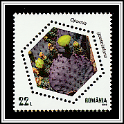 Violet Prickly Pear (Opuntia gosseliniana)