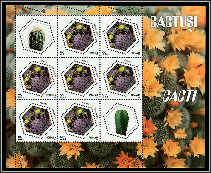 Violet Prickly Pear (Opuntia gosseliniana)