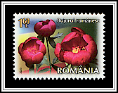 Peony (Paeonia sp)