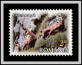 Chamois (Rupicapra rupicapra)