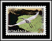 Little Egret (Egretta garzetta)