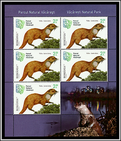 Eurasian Otter (Lutra lutra)