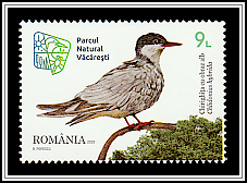 Whiskered Tern (Chlidonias hybrida)