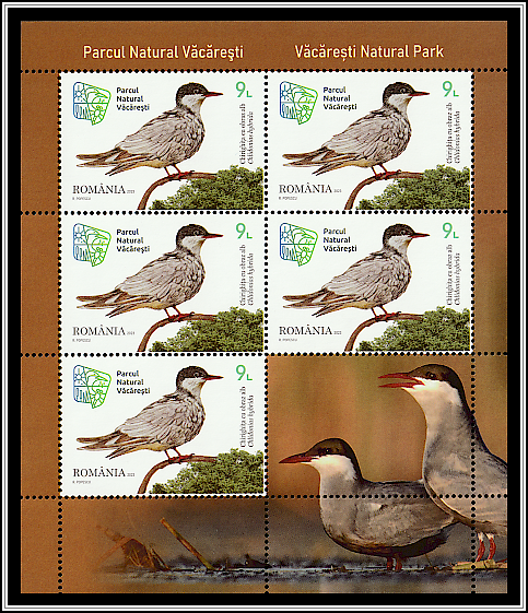 Whiskered Tern (Chlidonias hybrida)