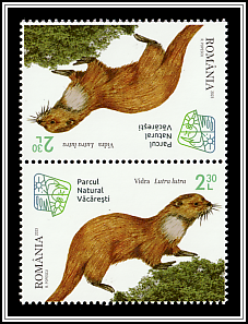 Eurasian Otter (Lutra lutra) Tête-bêche, no gutter
