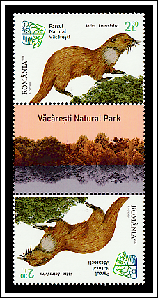 Eurasian Otter (Lutra lutra) Tête-bêche, English gutter