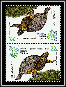 European Pond Turtle (Emys orbicularis) Tête-bêche, no gutter