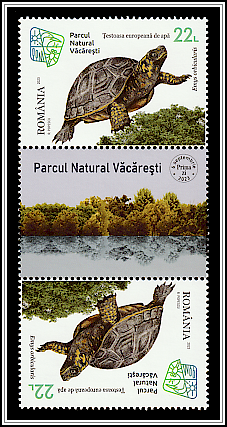 European Pond Turtle (Emys orbicularis) Tête-bêche, Romanian gutter