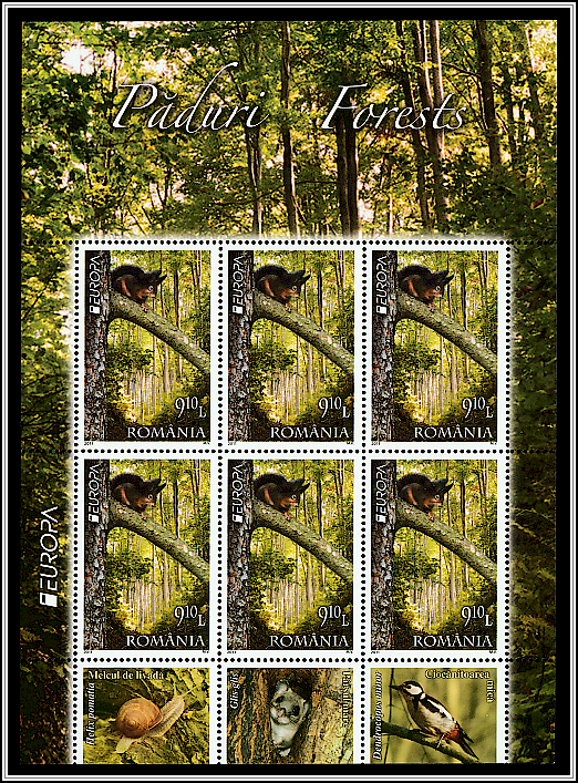 Squirrel in the Forest