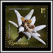 Edelweiss (Leontopodium alpinum)