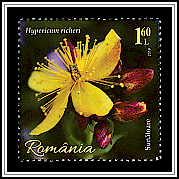 St. John's Wort (Hypericum richeri)