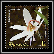 Dogtooth Violet (Erythronium dens-canis)