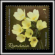 Oxlip (Primula elatior)
