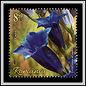 Trumpet Gentian (Gentiana acaulis)