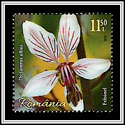 Dittany (Dictamnus albus)