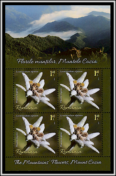 Edelweiss (Leontopodium alpinum)