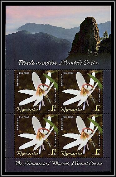 Dogtooth Violet (Erythronium dens-canis)