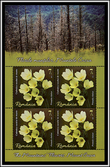 Oxlip (Primula elatior)