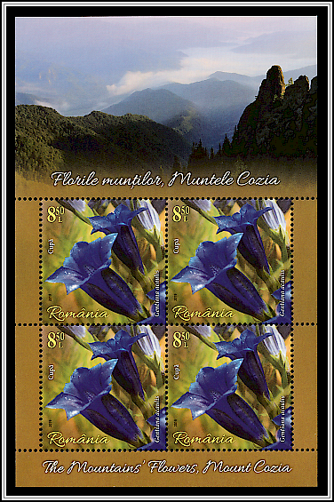 Trumpet Gentian (Gentiana acaulis)