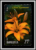 Lilium 