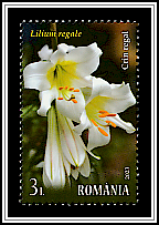 Regal Lily (Lilium regale)