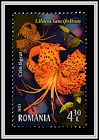 Tiger Lily (Lilium lancifolium)