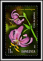 Turk's Cap Lily (Lilium martagon)