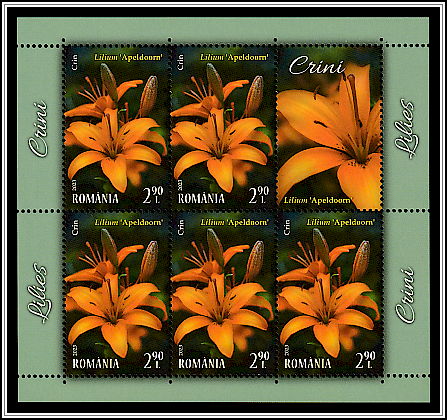 Lilium 